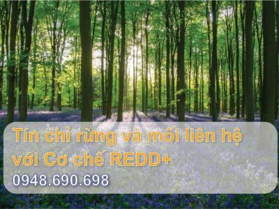 Tín chỉ carbon rừng và mối liên hệ với Cơ chế REDD+