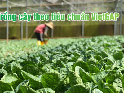 Trồng cây theo tiêu chuẩn VietGAP