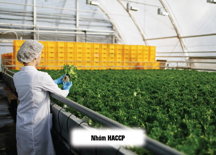 các cấp trong haccp