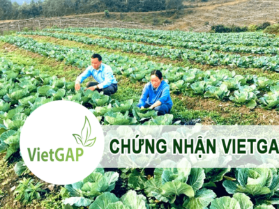 Chứng nhận VietGAP – Uy tín –  Chứng chỉ Hiệu lực Toàn cầu