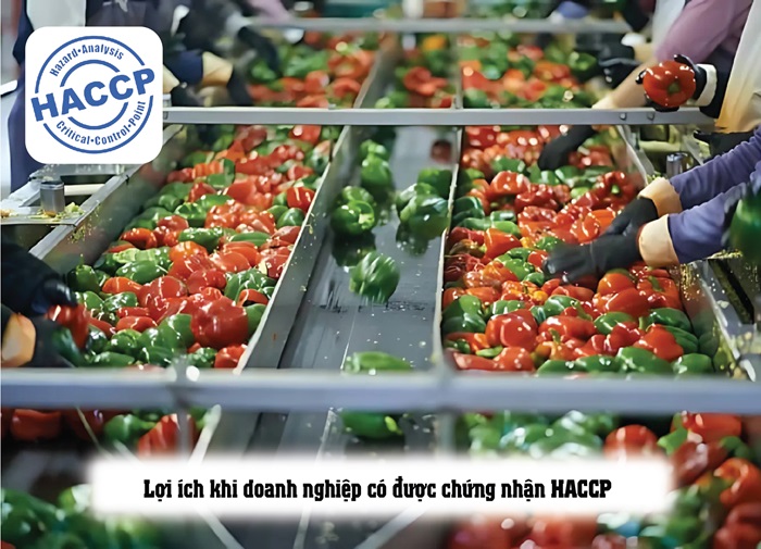 Doanh nghiệp có phải bắt buộc chứng nhận HACCP không?