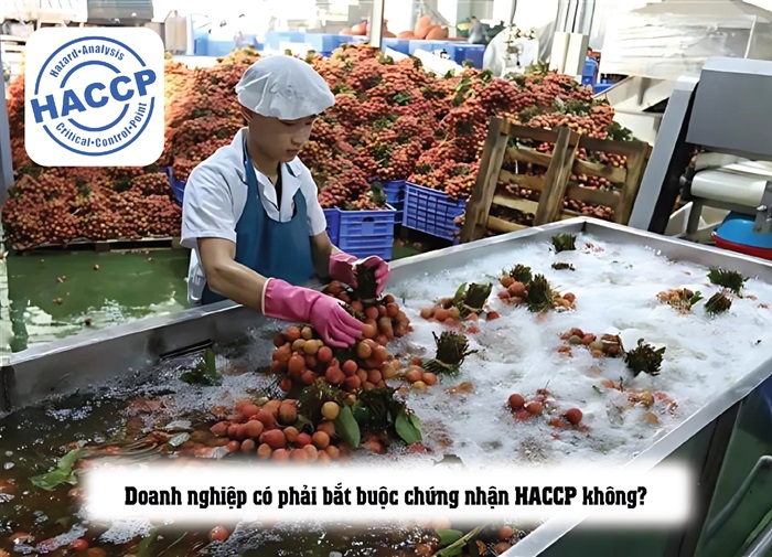 Doanh nghiệp có phải bắt buộc chứng nhận HACCP không?