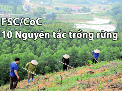 10 Nguyên tắc trồng rừng theo Tiêu chuẩn FSC